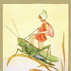Fairy on a grasshopper
