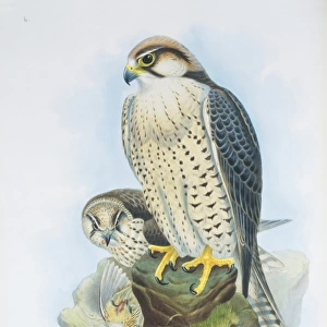 Falco biarmicus, lanner falcon