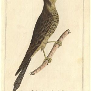 Falco longipennis, Australian hobby
