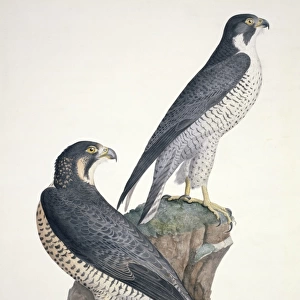 Falco peregrinus, peregrine palcon
