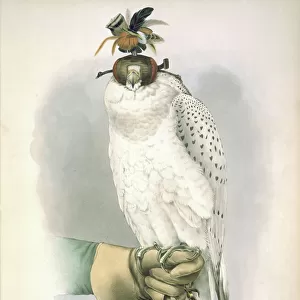 Falco rusticolus, gyrfalcon