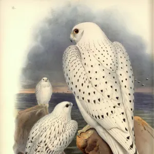 Falco rusticolus, gyrfalcon