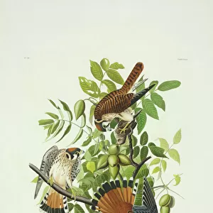Falco sparverius, American kestrel