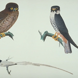 Falco subbuteo, hobby, Terpsiphone sp. Paradise-flycatcher