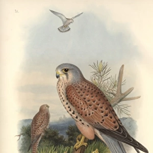 Falco tinnunculus, common kestrel