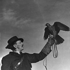 Falconry : Showing Off