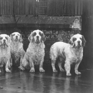 Fall / Clumber Spaniel / 36