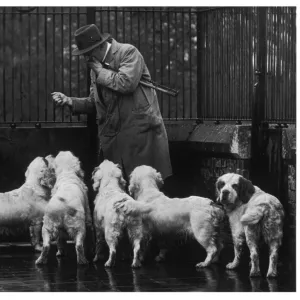 Fall / Clumber Spaniel / 36