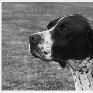 Fall / Crufts / 1958 / Pointer