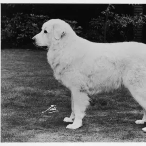 Fall / Crufts / Pyrenean Dog