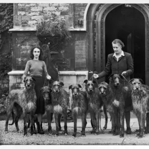 Fall / Deerhounds / 1950