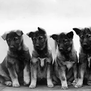 FALL / ELKHOUND / PUPPIES