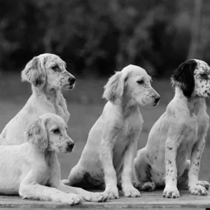 FALL / ENGLISH SETTER / PUPS