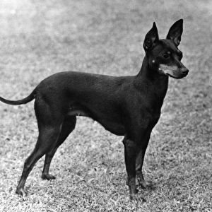 Fall / English Toy Terrier