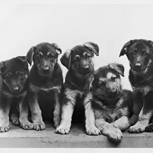 FALL / GSD / 1956 / PUPPIES