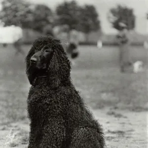 Fall / Irish Water Spaniel