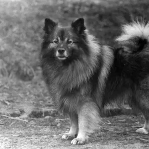 FALL / KEESHOND / 1946