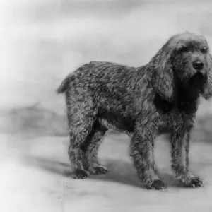 Fall - Otter Hound - 1934