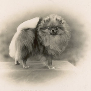 Fall / Pomeranian / 1931
