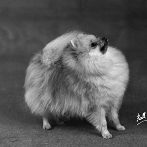 Fall / Pomeranian / 1948