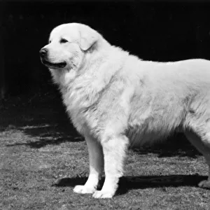 FALL / PYRENEAN DOG / 1977
