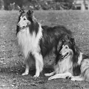 FALL / ROUGH COLLIE / 1953