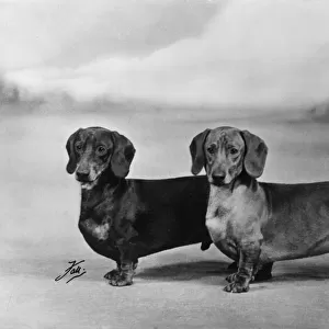 Fall / Smooth-haired dachshunds owned by Mr J E Langdale