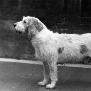 FALL / WELSH HOUND / 1958