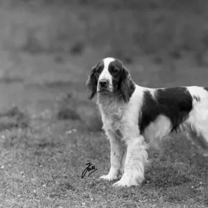 FALL / WELSH SPRINGER