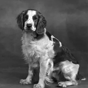 FALL / WELSH SPRINGER