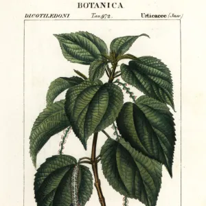 False nettle, Boehmeria caudata