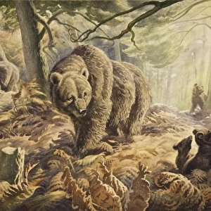 A Family of bears in the wood