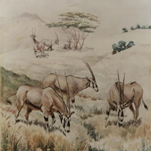 Family of Oryx, Namanga
