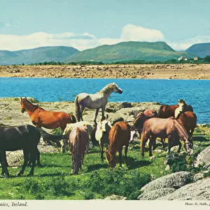 Famous Connemara Ponies, Republic of Ireland