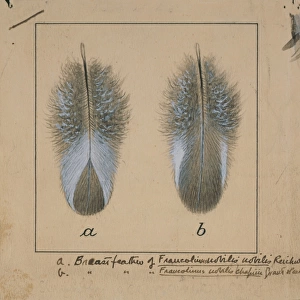 Fancolinus nobilis, handsome francolin breast feathers