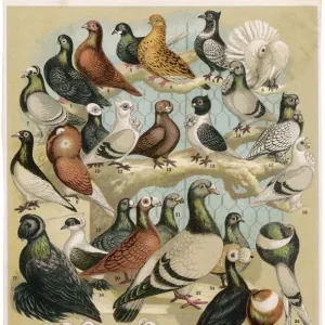 Fancy Pigeon Breeds