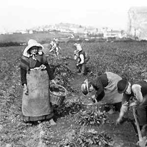 Farm workers in Cornwall Victorian period