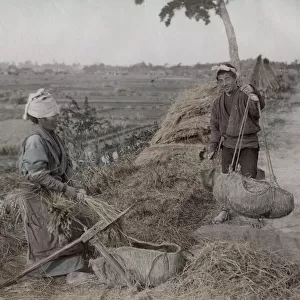 Farm workers tripping rices grains from straw, Japan