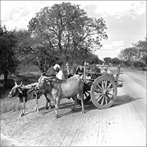 Farmer with oxen and cart, Madhya Pradesh, Central India
