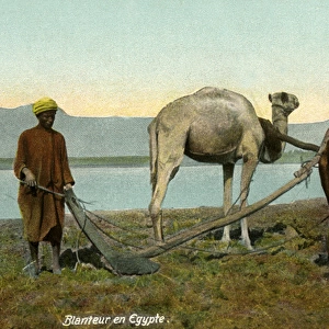 Farmer ploughing with Camel and Ox - Egypt
