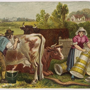 Farmer Scrubs Cow