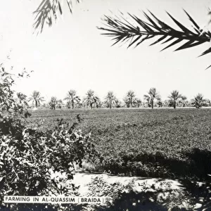 Farming in Buraydah, the capital of Al-Qassim Region in north-central Saudi Arabia