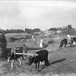 Farming scene, Kashgar, China
