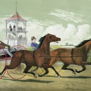 Mystic Park Trotting Print Mystic Park Trotting Print