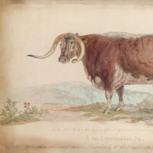 A Fat Long-Horned Ox