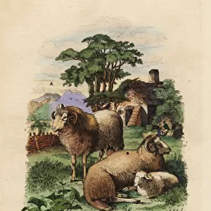 Fat-tailed and Merino sheep breeds