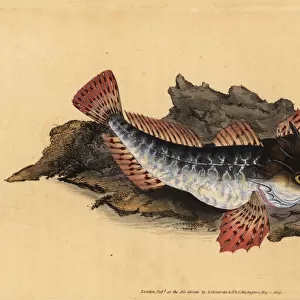 Father lasher or sea scorpion, Myoxocephalus scorpius