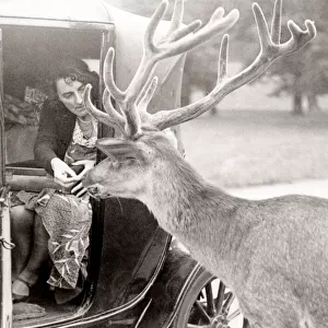 Feeding a deer from a car in Richmond Park, 1932