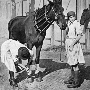 Female vet at horse repository, WWI