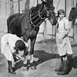 Female vet at horse repository, WWI